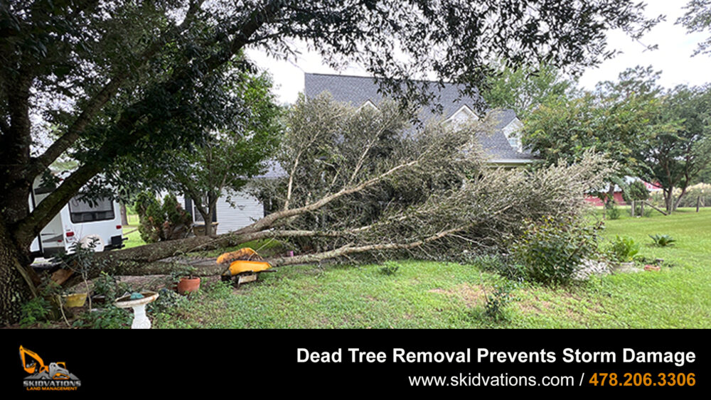 Dead Tree Removal Prevents Storm Damage Skidvations Land Management   Dead Tree Removal Prevents Storm Damage 1000x563 