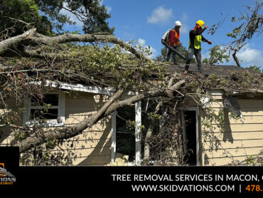 Tree Removal Services in Macon, Georgia